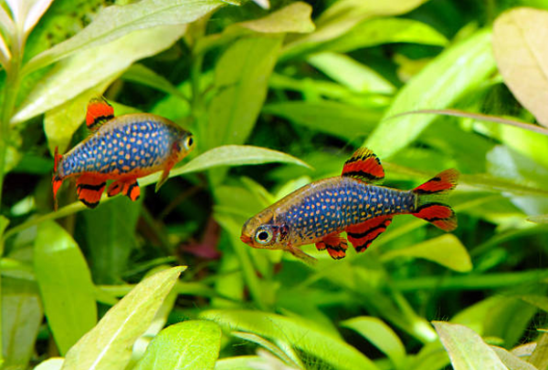 Best tropical fish for a hot sale community tank