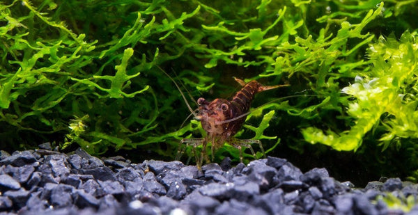 CHOCOLATE SHRIMP (BLACK ROSE)