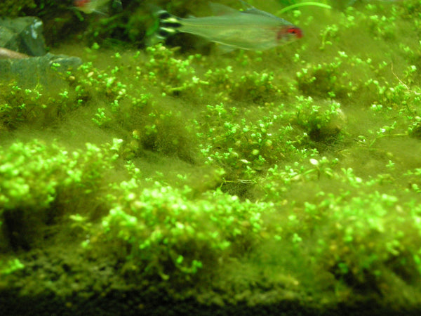types of algae in planted aquarium
