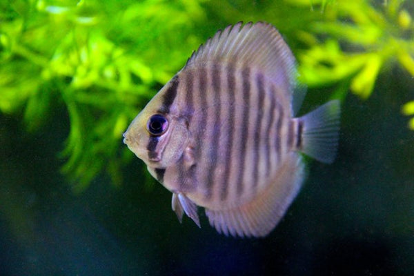 discus fish care