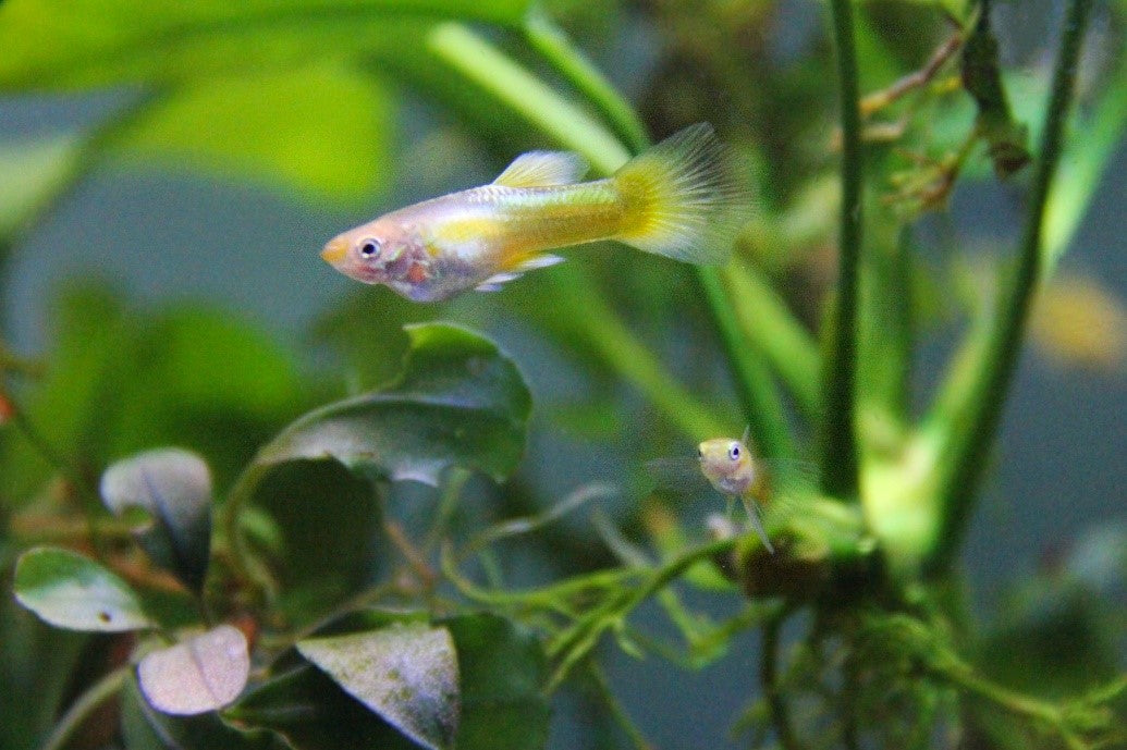 24k gold guppies swimming