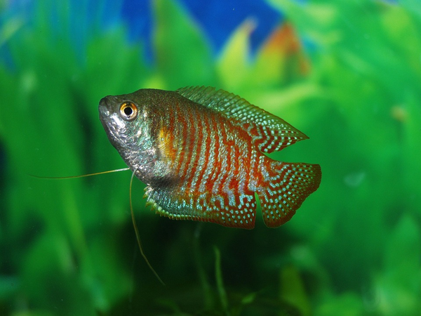 dwarf gourami