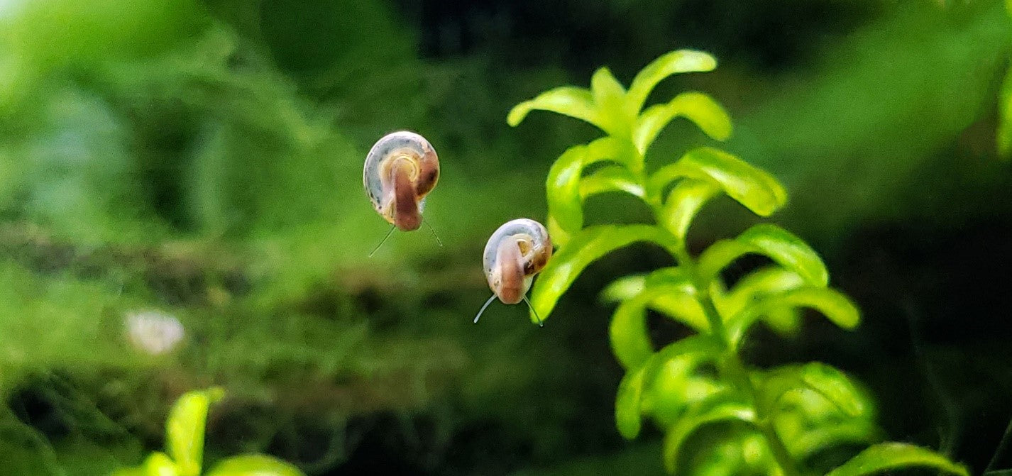 ramshorn aquarium snail