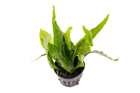 java fern