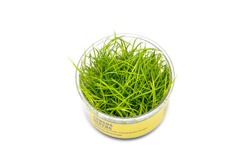 Juncus Repens UNS Tissue Culture