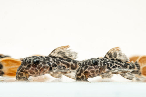 Leopard Cactus Pleco