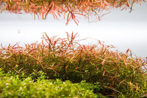 ludwigia arcuata