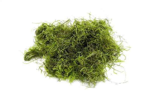 java moss