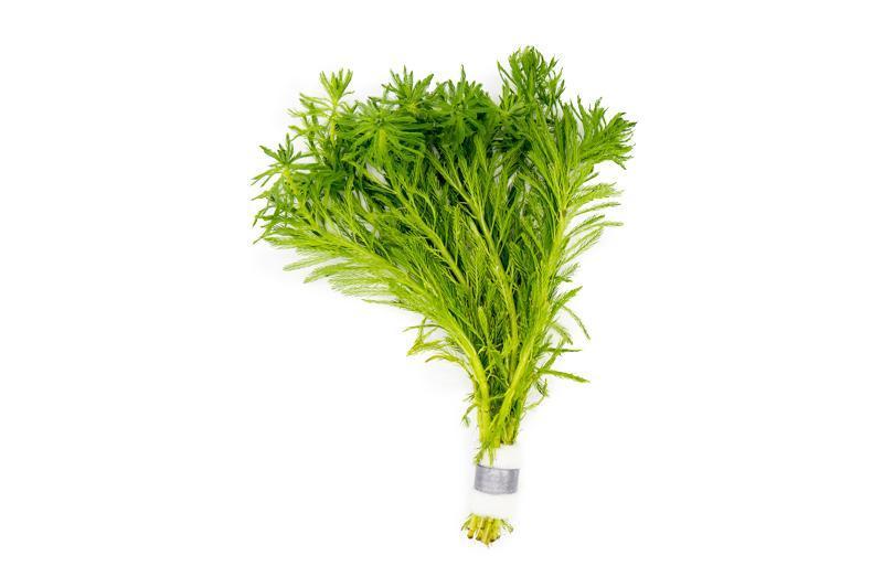 MYRIOPHYLLUM AQUATICUM (PARROT'S FEATHER)