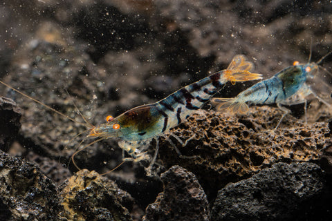 10 + 1(DOA) Extreme Blue Bolt Shrimp – Very Cute – Overnight