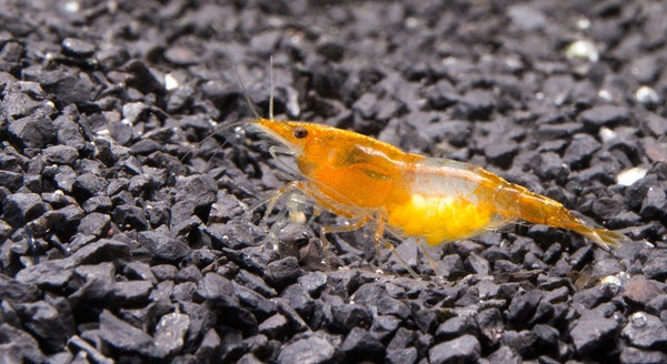 berried freshwater orange rili shrimp