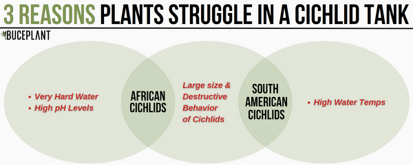 3 reasons plants struggle in a cichlid tank