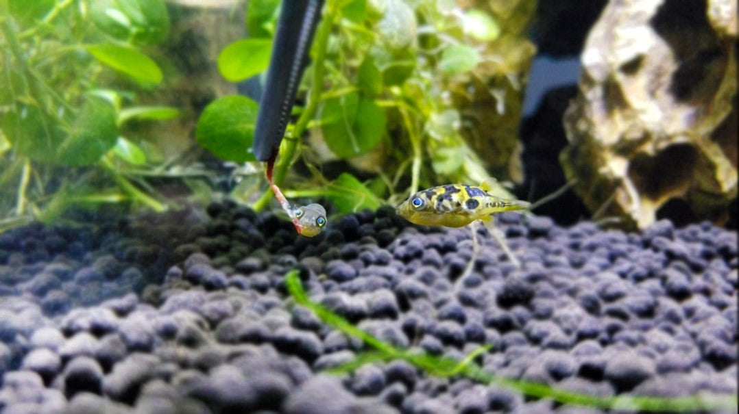 Pea puffers eating bloodworms