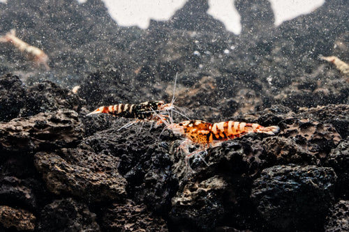 Red Galaxy Pinto Shrimp