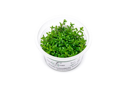 Rotala Green Aquatic Farmer Tissue Culture