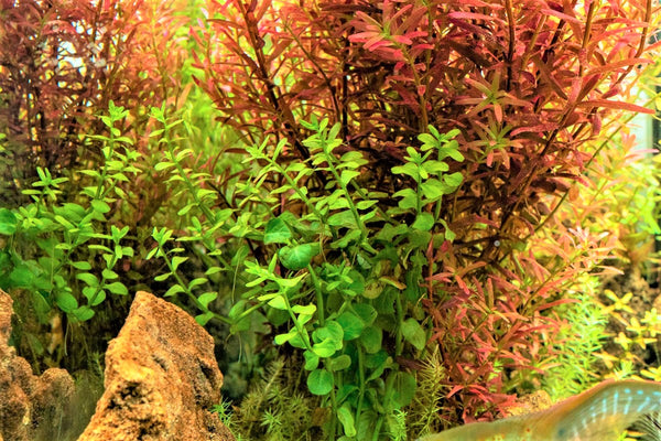 Rotala Macrandra Green