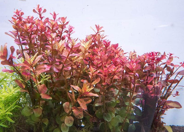 https://buceplant.com/products/rotala-macrandra-var-mini