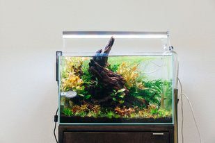 the aquarium plant store