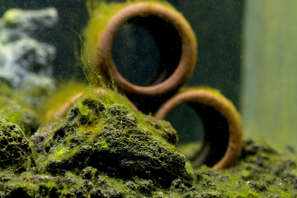 algae in aquarium