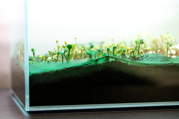 blue green algae in planted aquarium