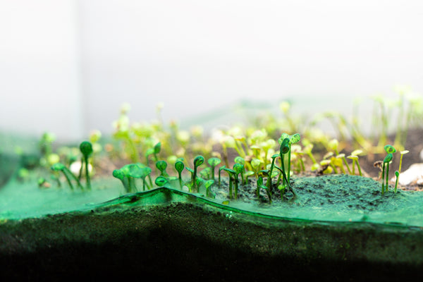 cyanobacteria in planted tank