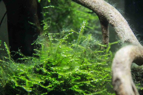 staghorn algae [Chia sẻ] Các loại rêu hại và cách xử lý trong bể thuỷ sinh staghorn algae grande