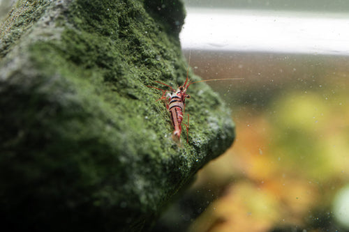 Sulawesi Harlequin Shrimp