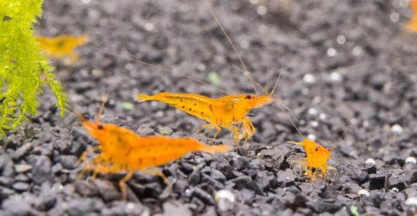 tangerine tiger shrimp