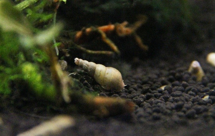 aquarium pest snails