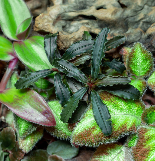 激安単価で通販 Bucephalandra sp. Royal Round Metallic - ペット用品