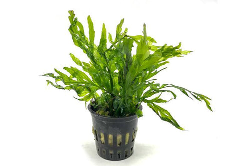 African Water Fern / Bolbitis Heudelotii