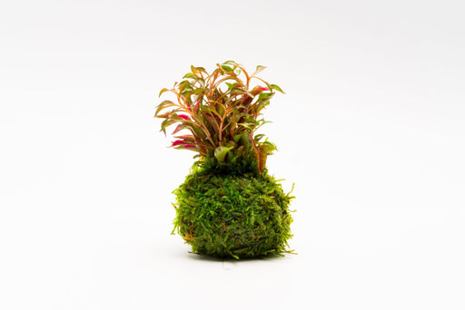 Java Moss Coconut Cave | Aquarium Plants Factory