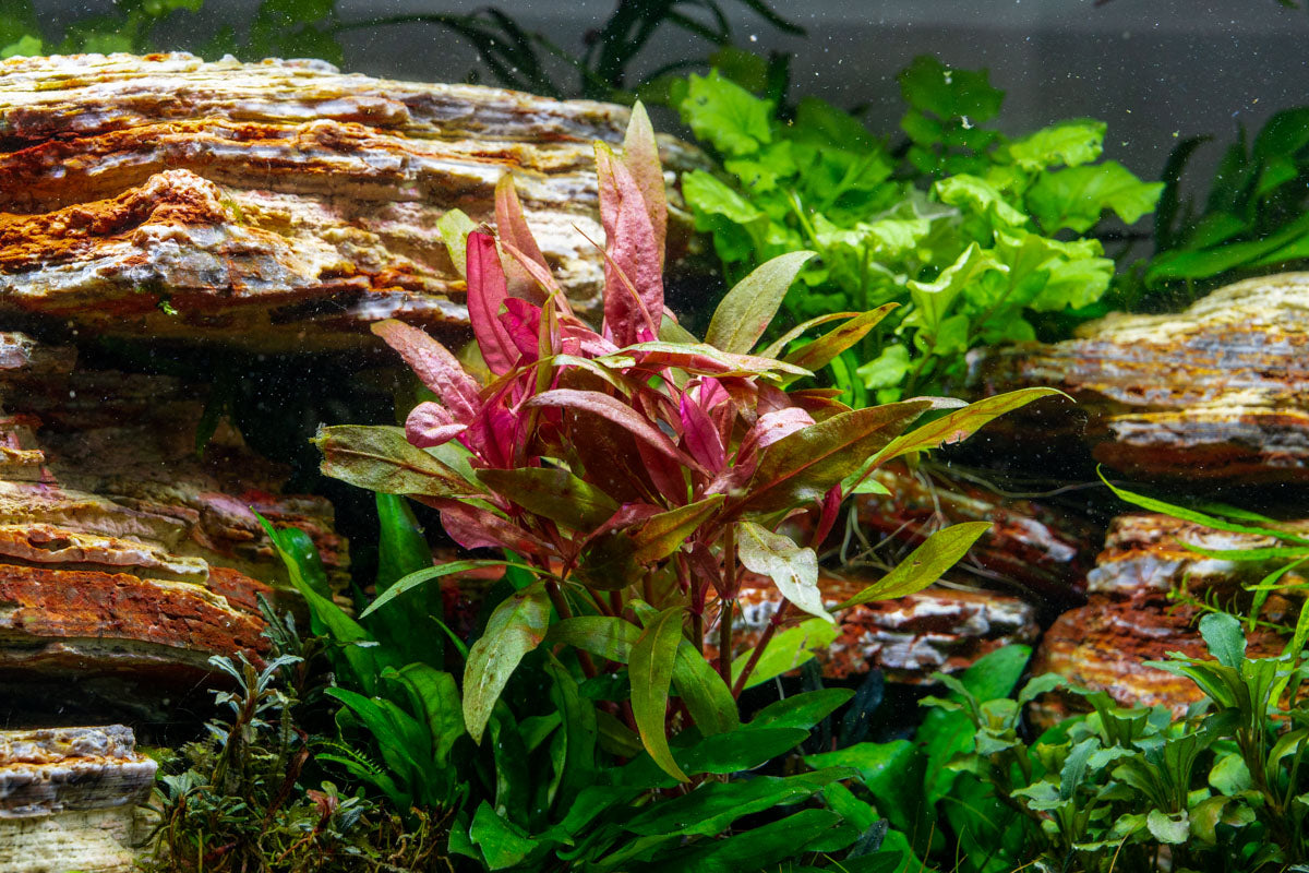 5 Aquarium Plants That Make the Terrarium Cut — Buce Plant