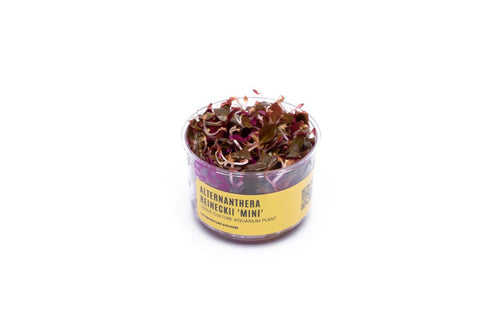 Alternanthera Reineckii 'Mini' UNS Tissue Culture