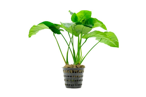 Anubias Barteri Broad Leaf Mother Pot