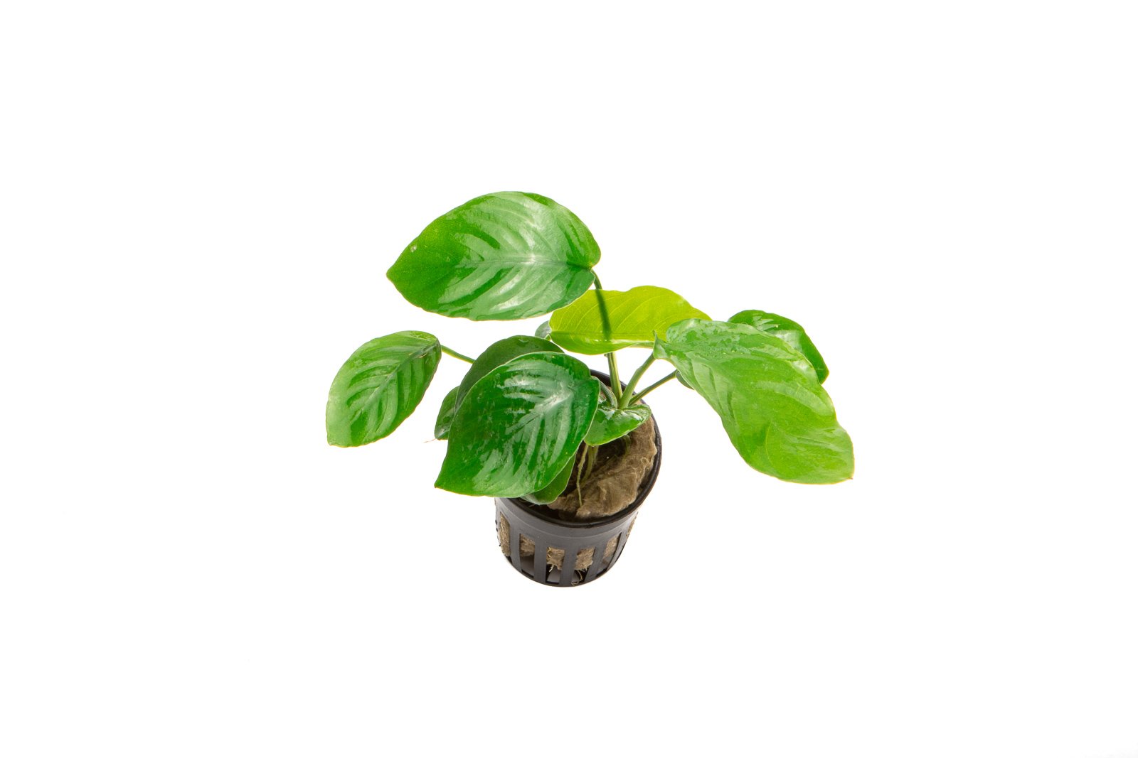 Anubias barteri