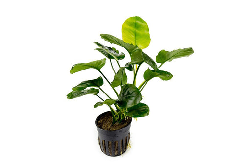 Anubias Barteri Round (Golden Coin)