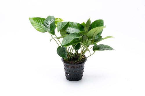 Anubias Barteri Striped Mother Pot