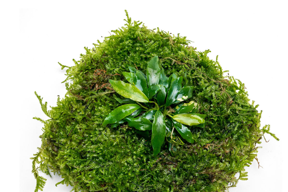 Anubias Nana & Christmas Moss - UNS Foresta Mat - Shop Buce Plant