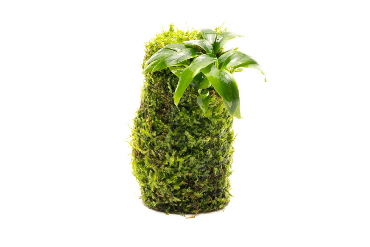 Floating Christmas Moss Ball