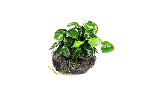 Anubias Nana Petite on Lava Stone