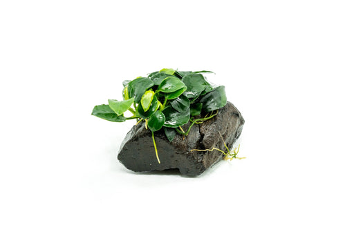 Anubias Nana & Christmas Moss - UNS Foresta Mat - Shop Buce Plant