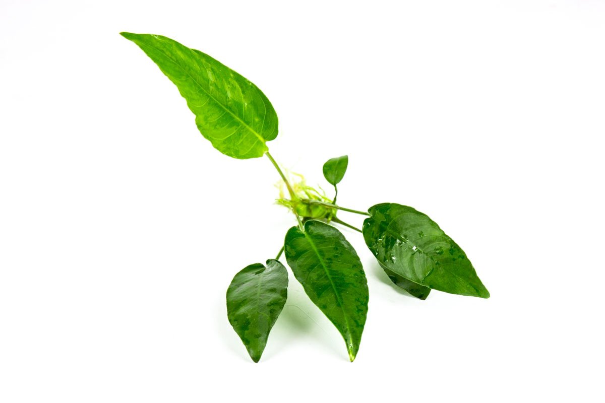 Anubias Short and Sharp — Buce Plant