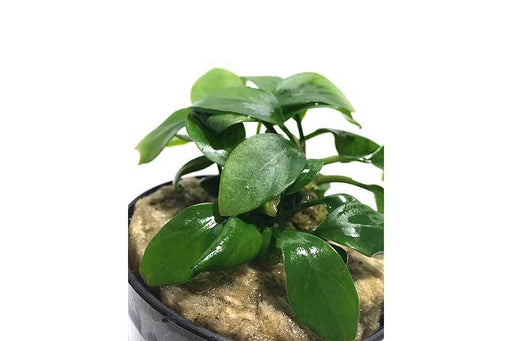 Plant Profile - Flame Moss — Buce Plant