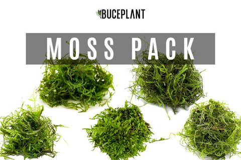 Flame Moss — Buce Plant