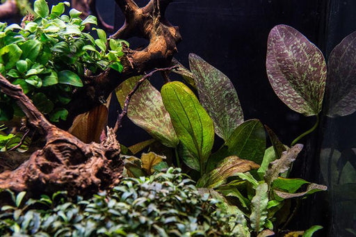 Mini Christmas Moss Xmas APF Aquarium Plants Factory®