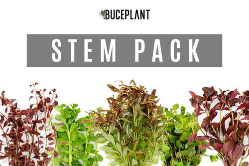 Dutch Stem Plant Pack