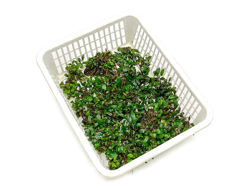 Assorted Bucephalandra Basket