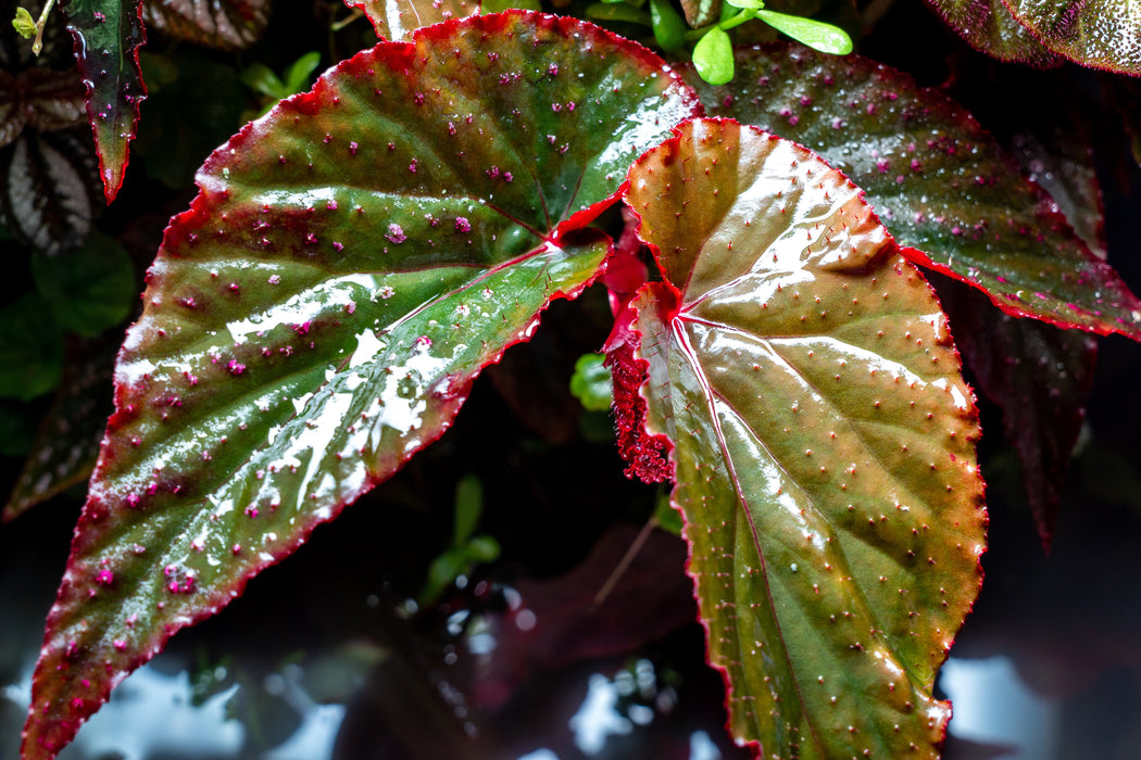 Begonia Arabian Sunset — Buce Plant