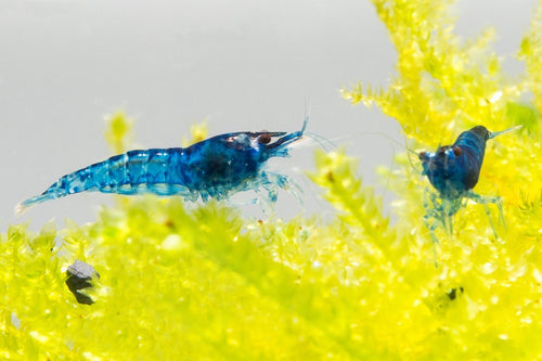 Blue Dream Shrimp